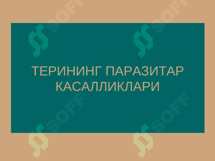 QO`TIR. TERI TUZILISHI VA MORFOLOGIK ELEMENTLARI 2
