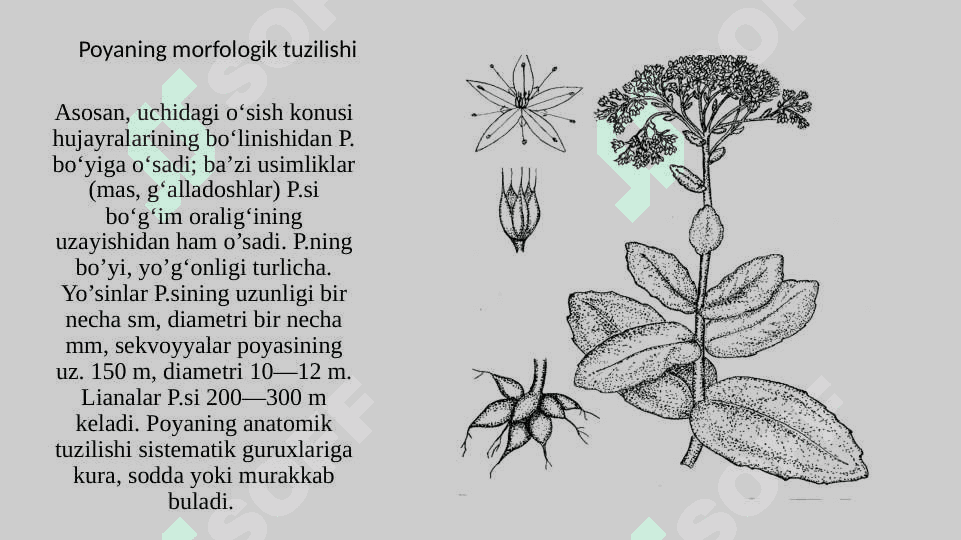 Poyaning morfologik tuzilishi 3
