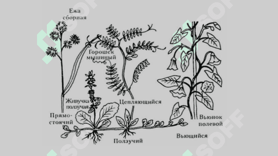 Poyaning morfologik tuzilishi 4