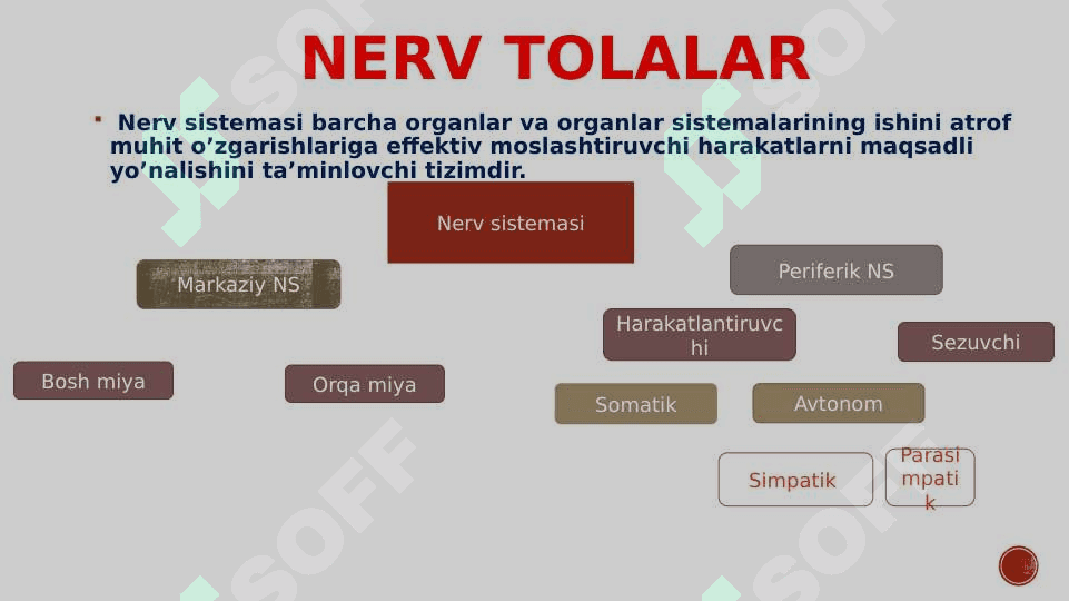 Senaps mediatorlarininig umumiy tafsifi. Efapslar 3
