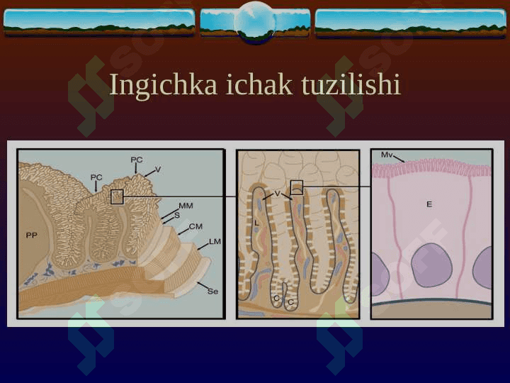 SURUNKALI ENTERIT. SURUNKALI KOLIT 3