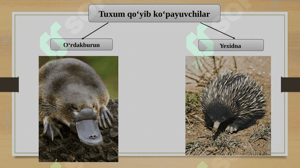 Evolutsiyani isbotlashda biogeografiya fani dalillari 6