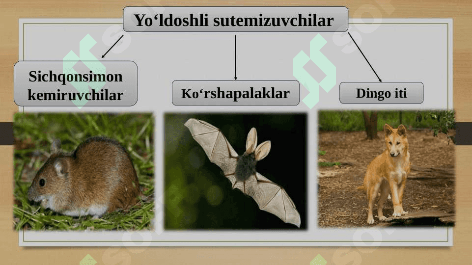 Evolutsiyani isbotlashda biogeografiya fani dalillari 8