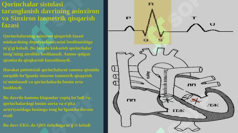YURAK NASOS FAOLIYATINING FIZIOLOGIYASI 3
