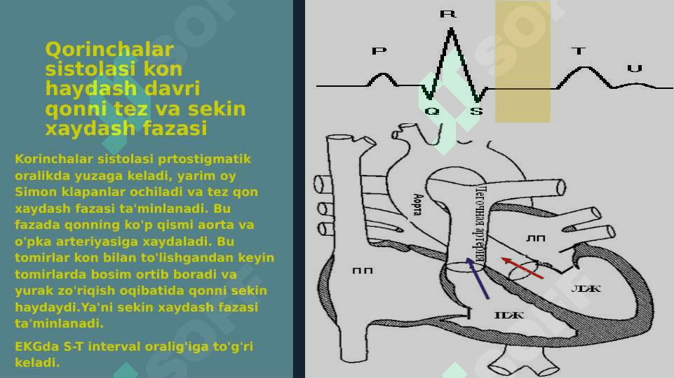 YURAK NASOS FAOLIYATINING FIZIOLOGIYASI 4