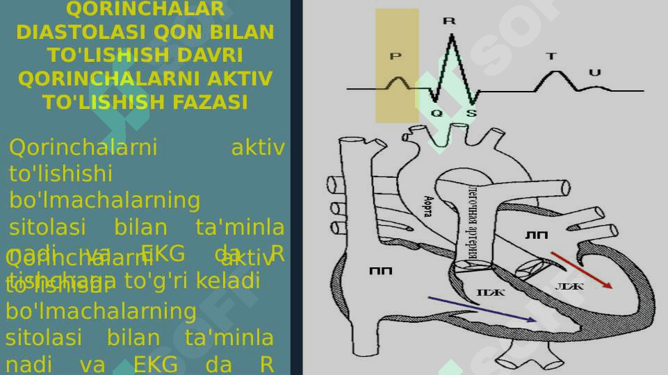 YURAK NASOS FAOLIYATINING FIZIOLOGIYASI 7