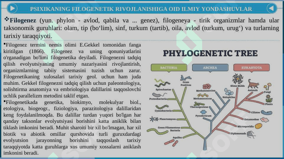 Psixikaning filogenetik taraqqiyoti 4