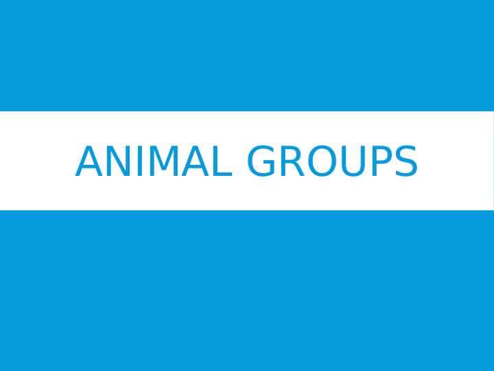 Animal Groups