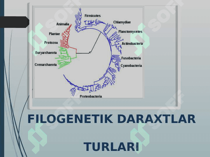 Genom ma’lumotlari asosida filogenetik daraxt tuzish. 6