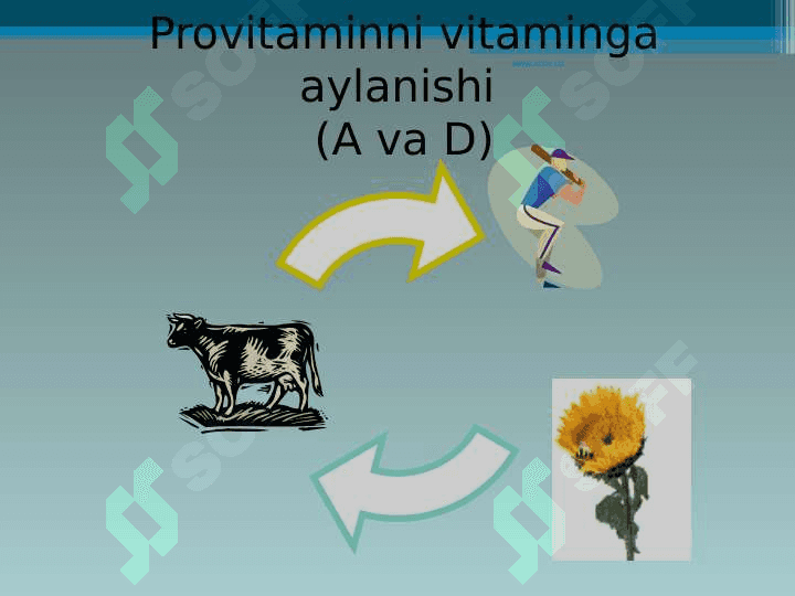 Vitaminlar. Suvda va yog`da eriydigan vitaminlar 6