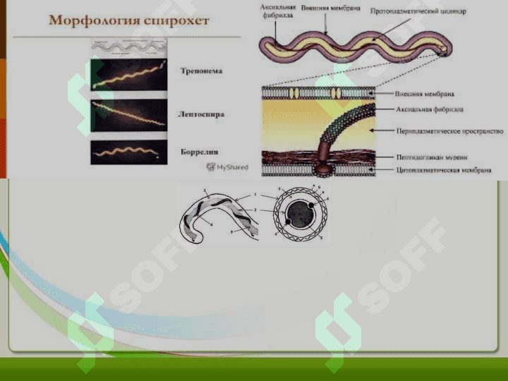 LEPTOSPIROZLAR. GEMORRAGIK ISITMA QO'ZG'ATUVCHILARI, PATOGENEZI, LABORATORIYA TASHHISI. LEPTOSPIROZLAR MORFOLOGIYASI, STRUKTURASI, TARQALGANLIGI, KELTIRIB CHIQARUVCHI KASALLIKLARI VA LABORATORIYA TASHHISI. 5