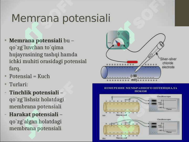 Membrana potensiallari 3