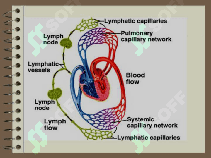 Blood and Lymph 4