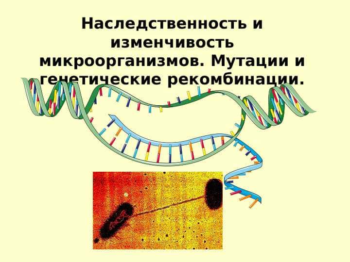 Наследственность и изменчивость микроорганизмов. Мутации и генетические рекомбинации.