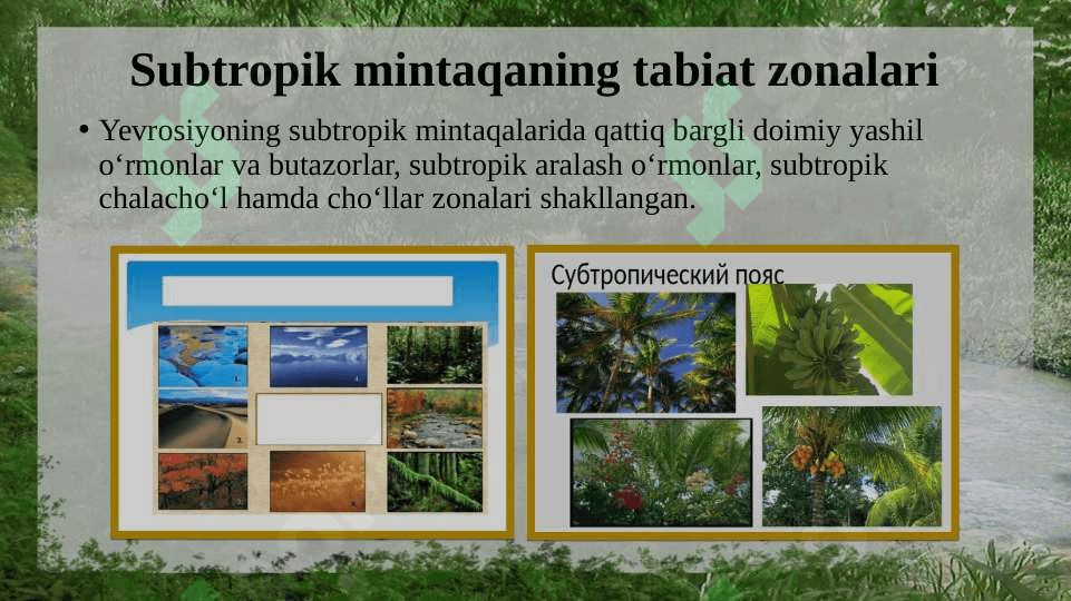 Issiq iqlimmintaqalaridagi tabiat zonalari 2