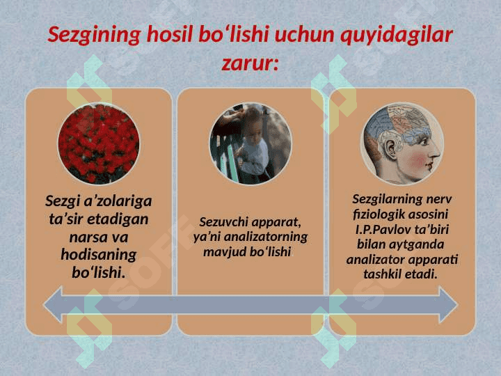 Sezgi 4