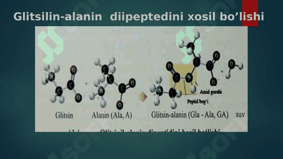 Peptidlar va oqsillar 7