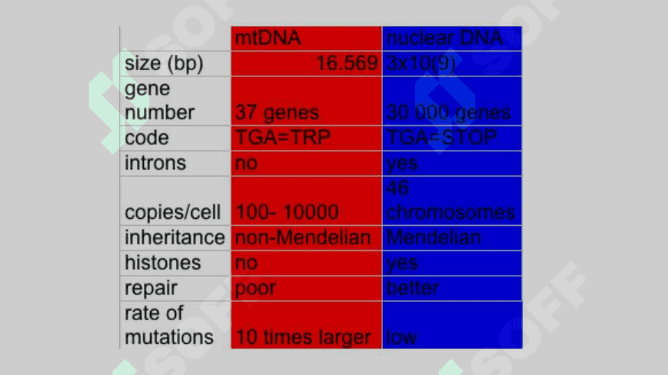 Mitoxondrial genom va uning vazifalari 8