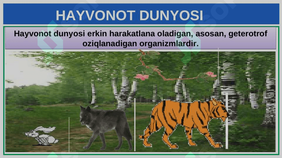 HAYVONOT DUNYOSI 3