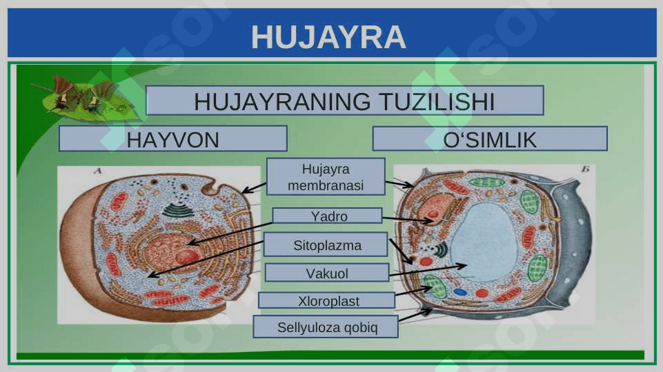 HAYVONOT DUNYOSI 4
