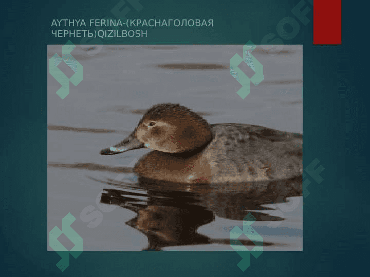 Zoologiya Fanidan Mustaqil ISh. pptx 2