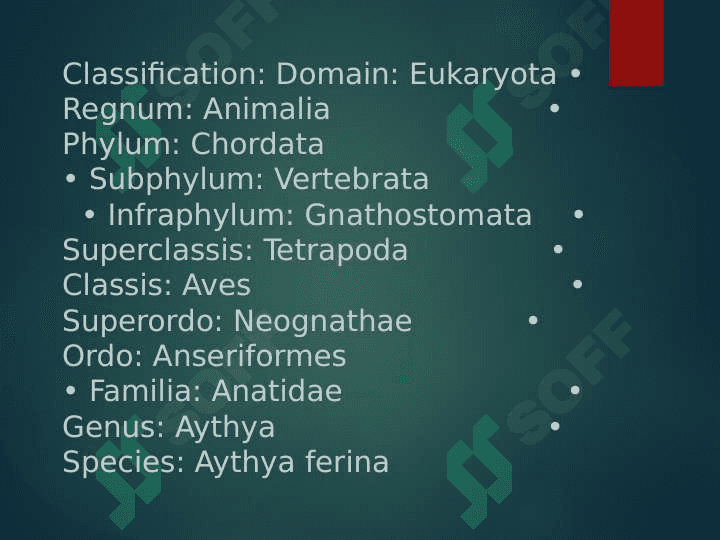 Zoologiya Fanidan Mustaqil ISh. pptx 3