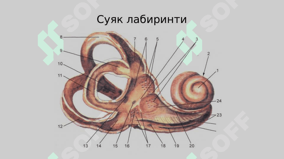 Эшитиш кўри ва сезги анализаторлари 6