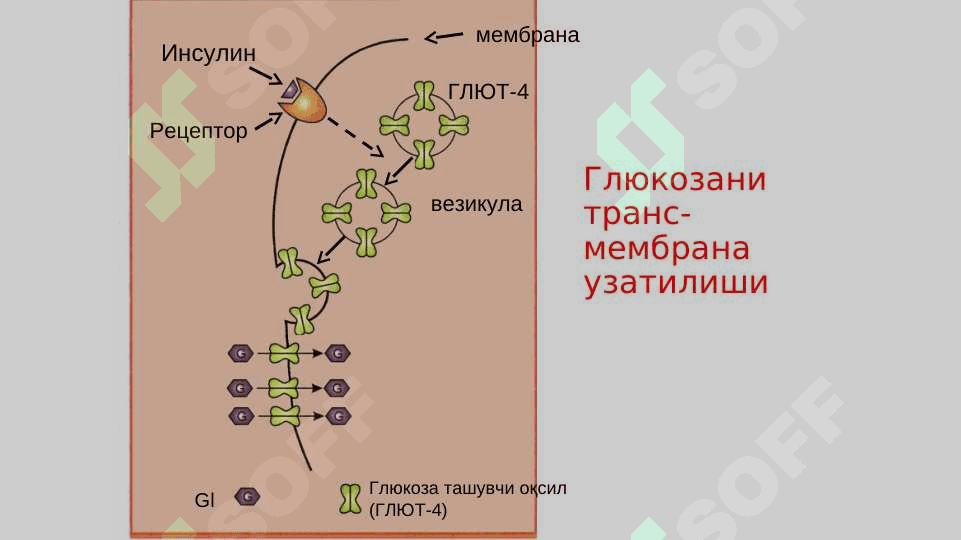 Углеводлар алмашинуви 6