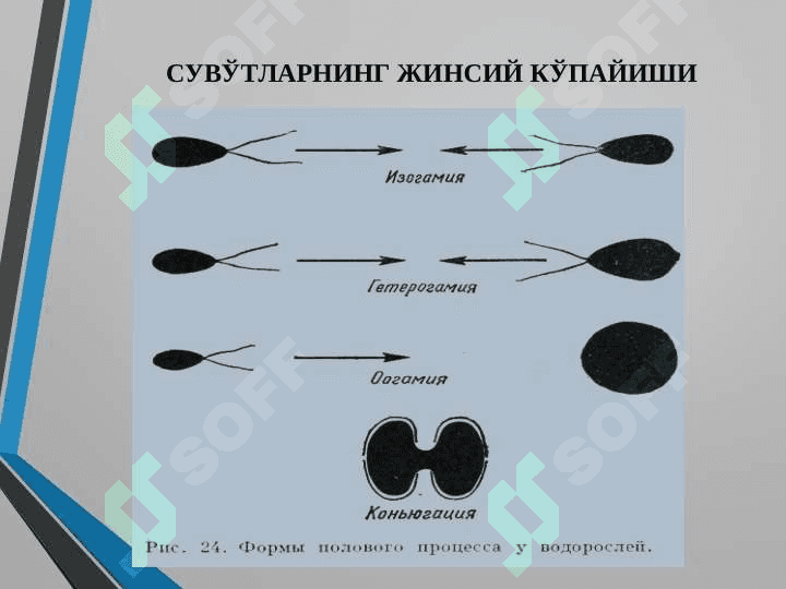 Яшилсувўтлар бўлими 8