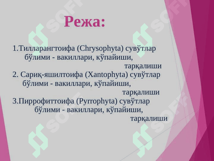 Тилларанг, сариқ ва пирофит сувўтлари бўлими 2