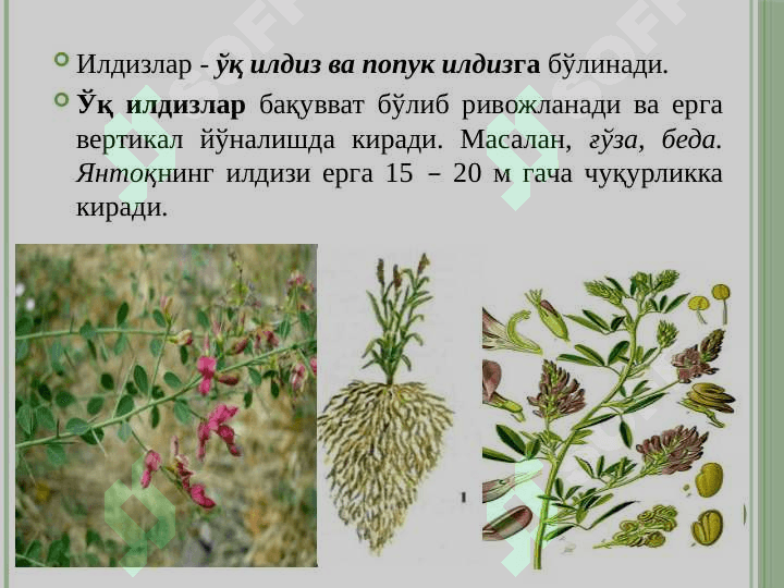Вегетатив органлар 8