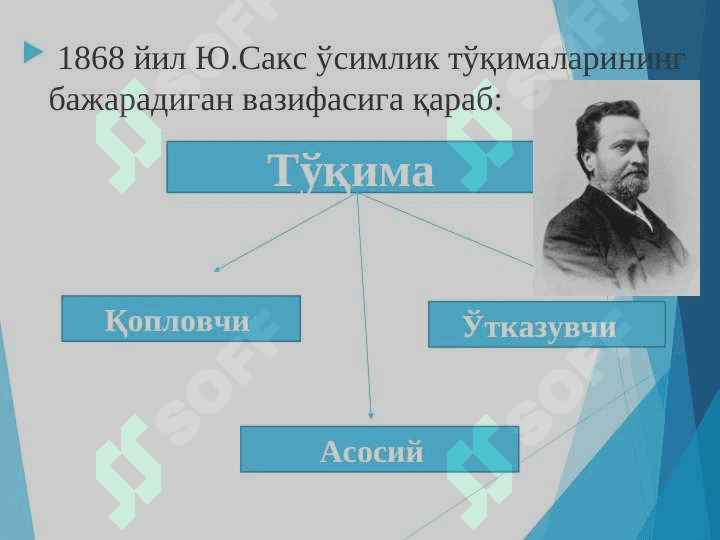 Ўсимлик тўқималари 6