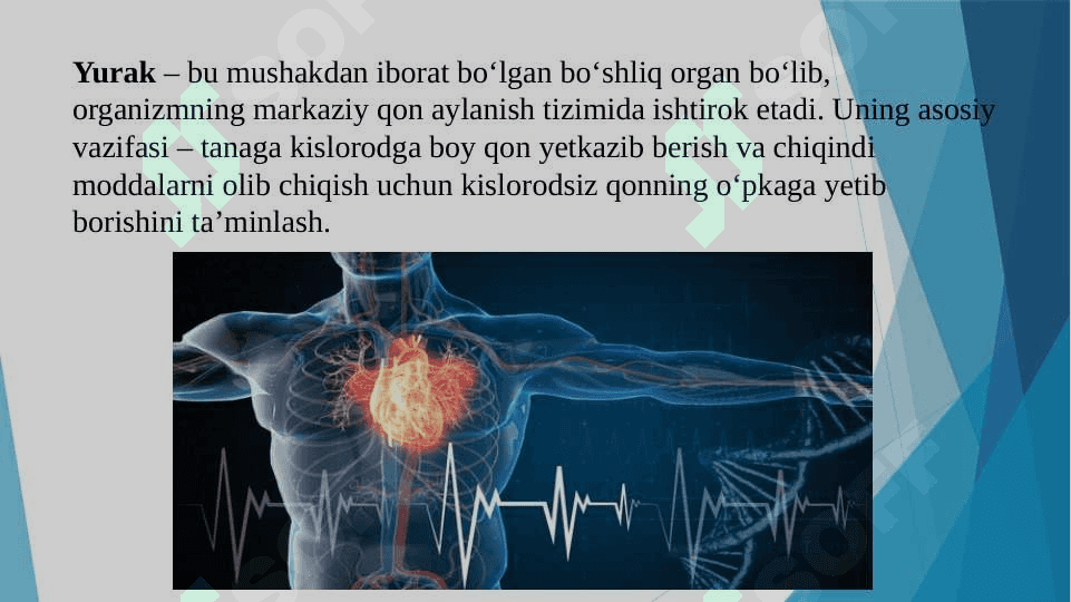 Yurak faoliyatini boshqarilishini o‘ziga xosligi 3
