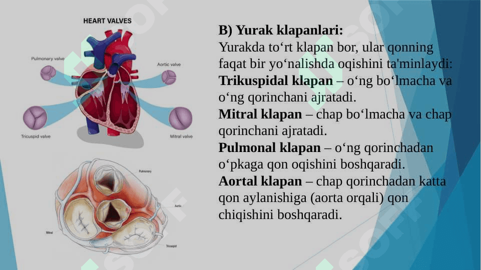 Yurak faoliyatini boshqarilishini o‘ziga xosligi 5