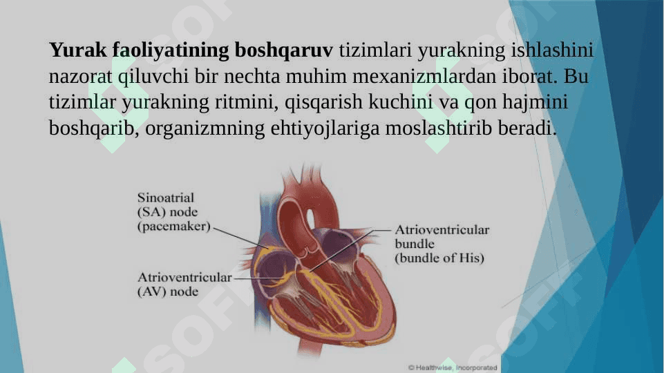 Yurak faoliyatini boshqarilishini o‘ziga xosligi 8