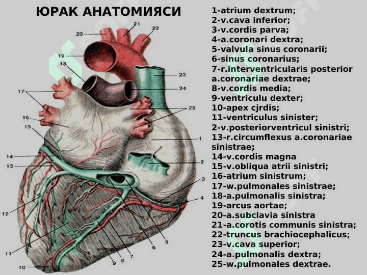 Yurak anatomiyasi | Юрак анатомияси 2