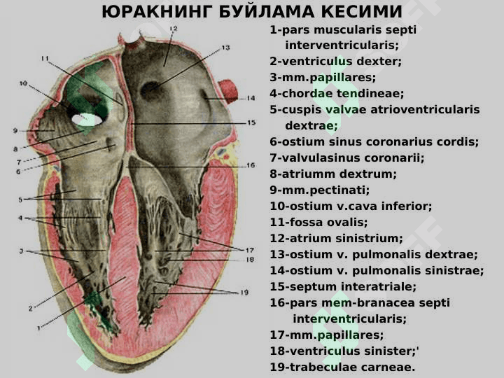 Yurak anatomiyasi | Юрак анатомияси 3