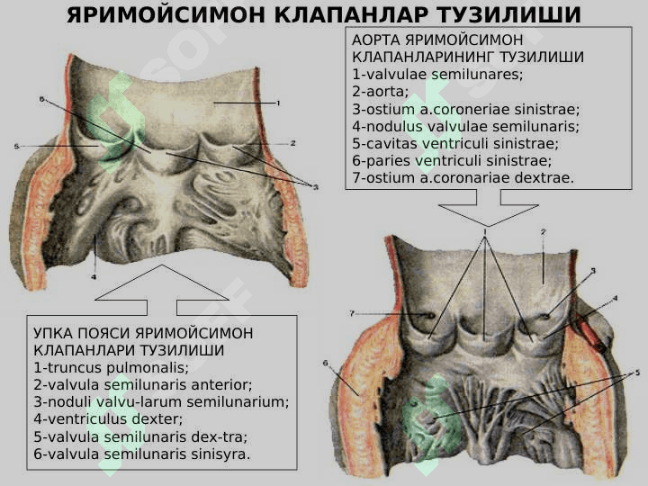 Yurak anatomiyasi | Юрак анатомияси 5