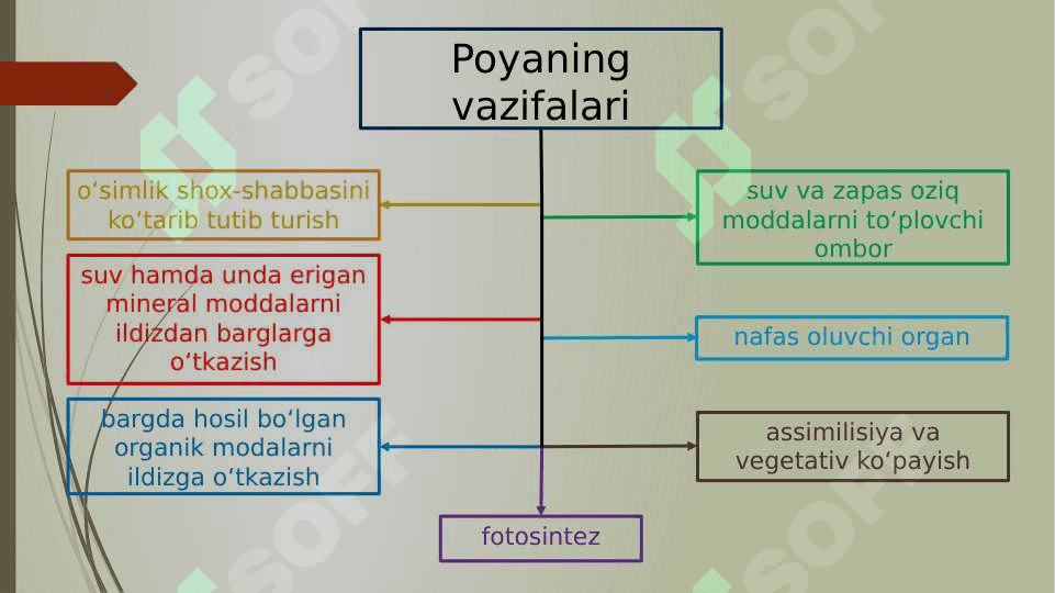 Vegetativ organlar pptx 8