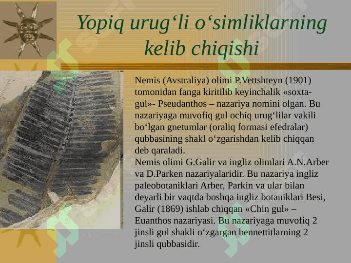 Yopiq urug‘li (gulli) o‘simliklar pptx 2