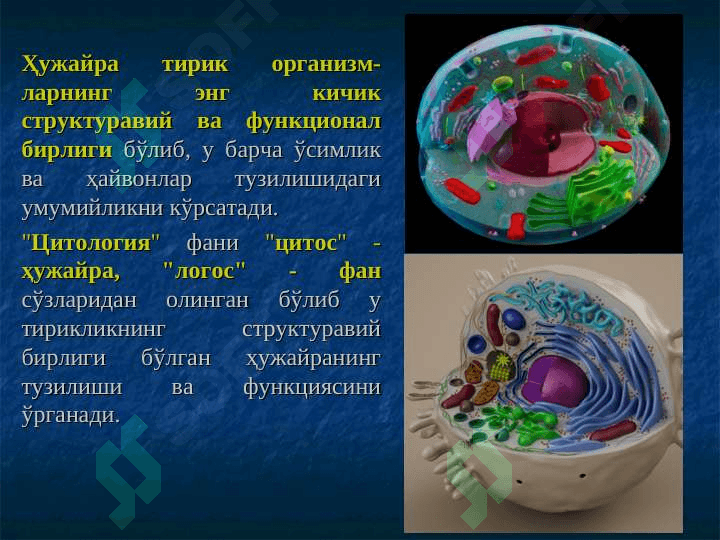 Ўсимлик ҳужайраси тузилиши pptx 3