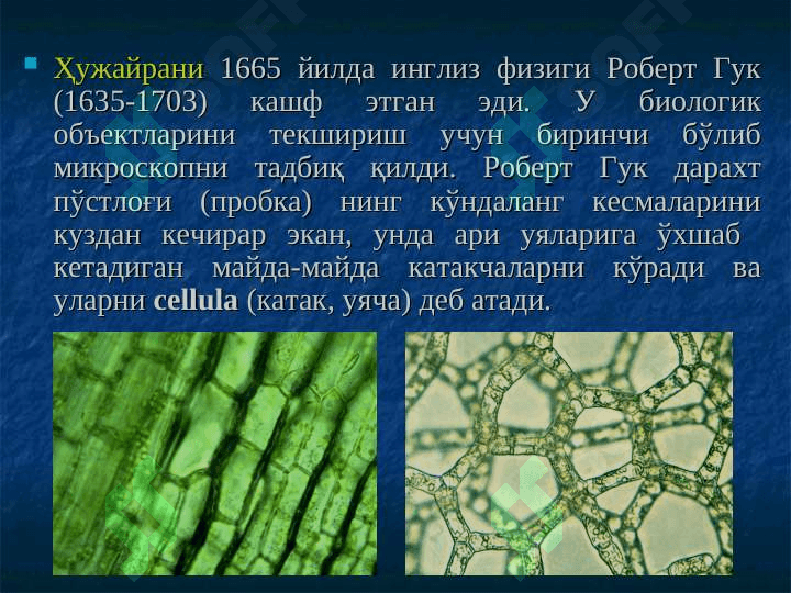 Ўсимлик ҳужайраси тузилиши pptx 5