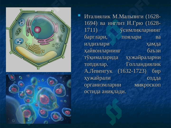Ўсимлик ҳужайраси тузилиши pptx 7