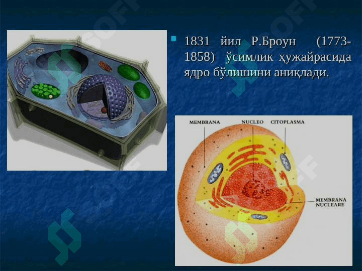 Ўсимлик ҳужайраси тузилиши pptx 8