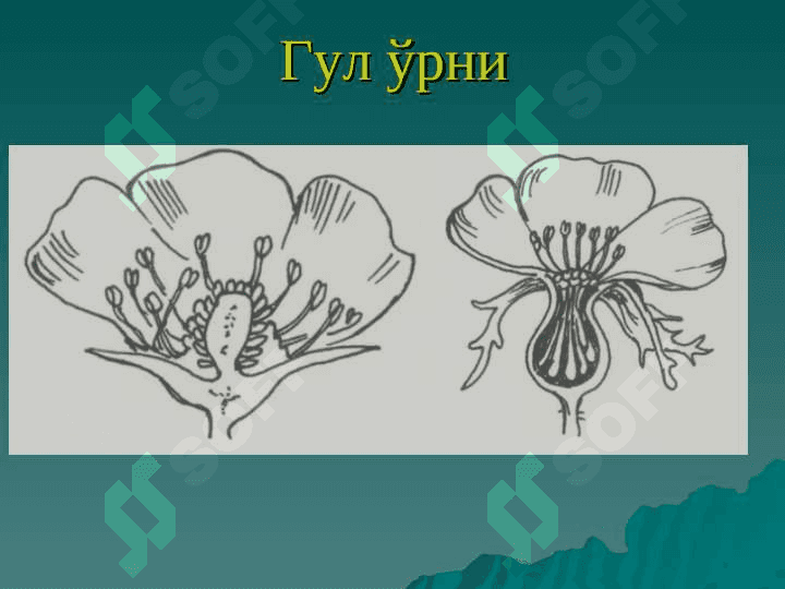 gul va uning tuzilishi va xillari pptx 6