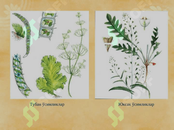 Юксак ўсимликлар систематикаси фанига кириш. pptx 5