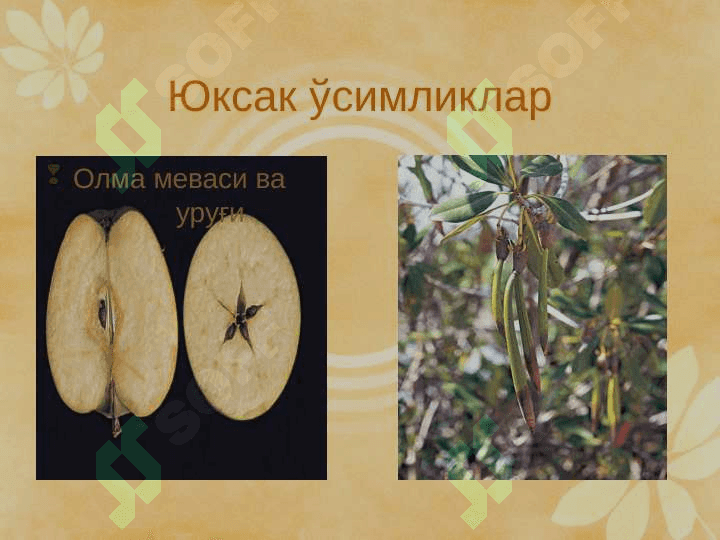 Юксак ўсимликлар систематикаси фанига кириш. pptx 7