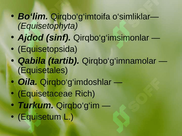 QIRQBO’G’IMTOIFA O’SIMLIKLAR (EQUISETOPHYTA) pptx 3