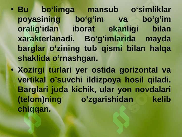QIRQBO’G’IMTOIFA O’SIMLIKLAR (EQUISETOPHYTA) pptx 4