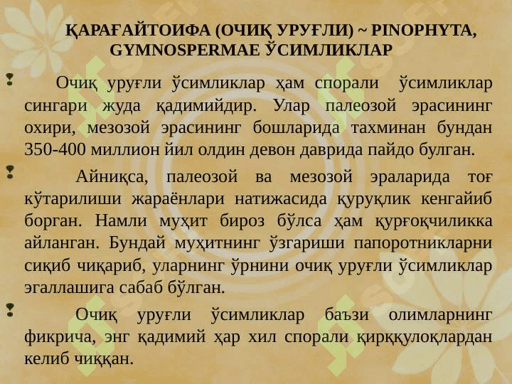 ҚАРАҒАЙТОИФА (ОЧИҚ УРУҒЛИ)– PINOPHYTA  ЁКИ GYMNOSPERMAE ЎСИМЛИКЛАР pptx 3
